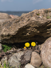 flowers on stones