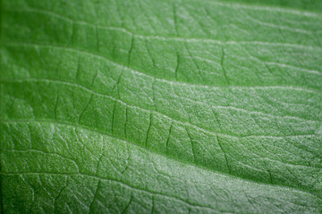 Close up of green tree leaf texture.