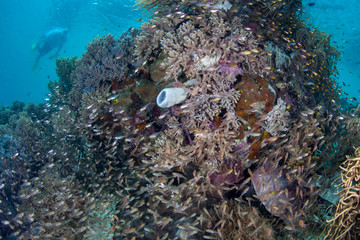 Fototapeta na wymiar A snorkeler swims over a vibrant coral reef found amid the remote islands of Raja Ampat, Indonesia. This equatorial region is possibly the center for marine biodiversity.