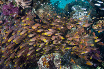 Golden sweepers, Parapriacanthus ransonneti, swim as a school amid the remote islands of Raja...