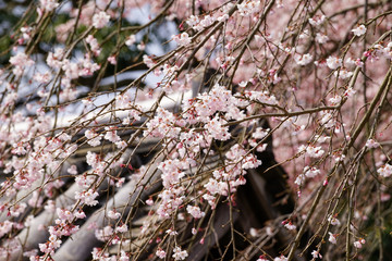 醍醐寺の桜