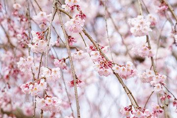 枝垂れ桜