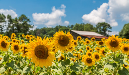 An image from a beutiful summer field full of bright yellow and green sunflowers © dbvirago