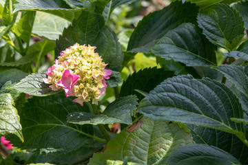 Close up shoot of Bigleaf hydrangea pink flower. Some of his flowers didn't bloom.