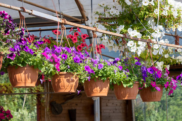 Petunia flowers of different colors are hung in pots.