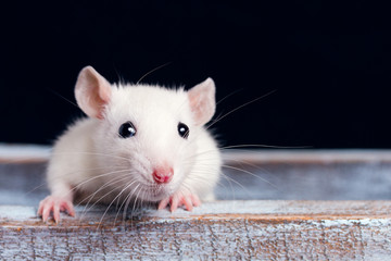 white rat on a  wooden table on a black background, place for your text, the symbol of the Chinese New Year