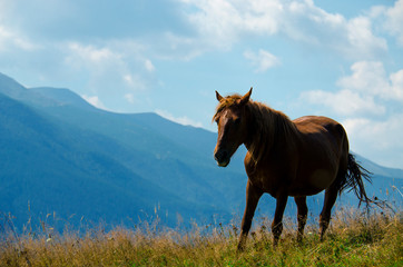 A wild horse looks into the distance against the mountain peaks of the Carpathian Mountains