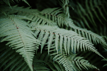  Green fern in the forest. Nature