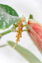 Begonia Tamaya, Polka Dot Begonia, tropical foliage nature background, close up new leaf, Begonia Albo Picta