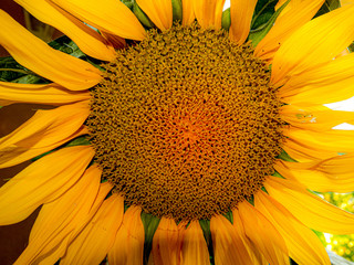 Große Blüte der Sonnenblume