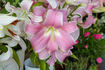 Close-up of Amaryllis plant blossom. Mix of pink and white colors.