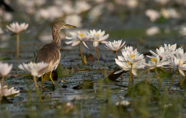 Indian Pond heron Fishing in Pond