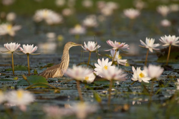 Indian Pond heron Fishing in Pond