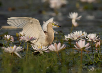 Naklejka premium Indian Pond heron Fishing in Pond