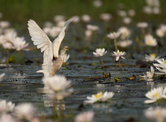 Indian Pond heron Fishing in Pond