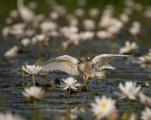 Indian Pond heron Fishing in Pond