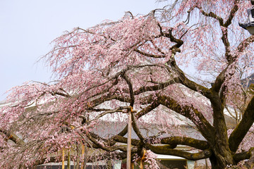 醍醐寺の桜