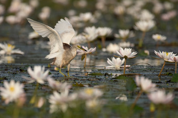 Indian Pond heron Fishing in Pond
