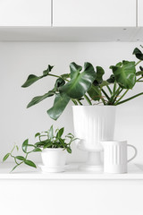 Modern houseplants on a white drawer in the white living room, minimal creative home decor concept, Philodendron Rugosum Aberrant Form and Vanilla Planifolia Variegata or Vanilla Orchid