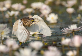 Indian Pond heron Fishing in Pond