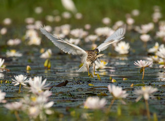 Indian Pond heron Fishing in Pond
