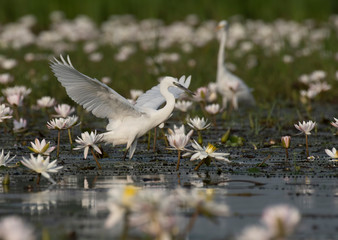 Little Egret in water lily pond