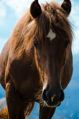 Naklejka premium A wild horse looks into the distance against the mountain peaks of the Carpathian Mountains