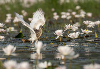 Indian Pond heron Fishing in Pond