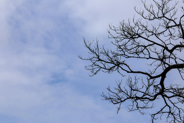 Bare tree branches on a blue sky background.