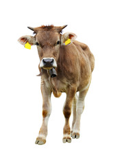 Portrait of a cow isolated on a white background.