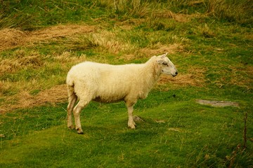 Sheep Grazing on Grass in a Meadow