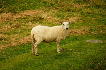 Naklejka na ściany i meble Sheep Grazing on Grass in a Meadow