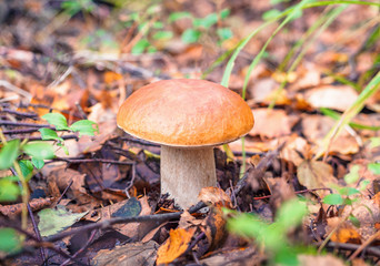 Looking for mushrooms in the forest. Pick up a big cep mushroom in a forest in autumn. Forest mushroom picking season. Edible boletes. A big beautiful mushroom with a brown hat grows in a forest