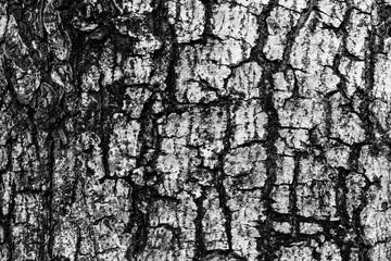 abandoned brown bark texture.