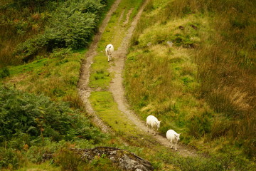 Flock of Sheep Walking Down a Meadow Farm Road