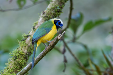 Inca Jay - Cyanocorax yncas, beautiful colored jay from Adneas slopes, Guango Lodge, Ecuador.