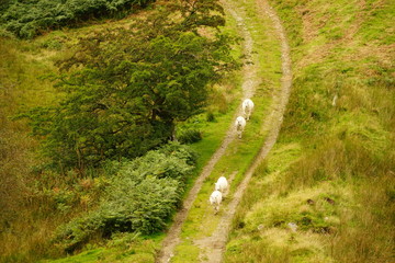 Flock of Sheep Walking Down a Meadow Farm Road