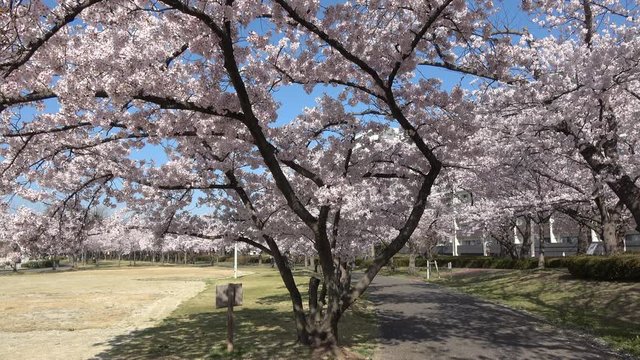 春の開成山公園（福島県・郡山市）