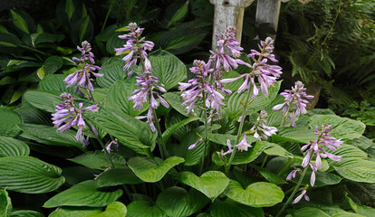 Close up of a flowering Hosta sieboldiana 'Elegans' in a cottage garden © Garden Guru