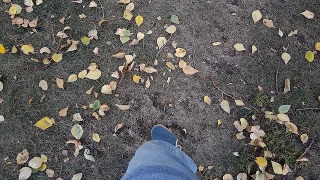White Jack Russel terrier posin in park