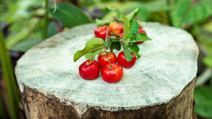 Cherry Thai or Acerola cherries fruit on the tree, high vitamin C and antioxidant fruits. Selective...