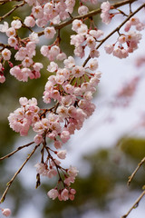 醍醐寺の桜