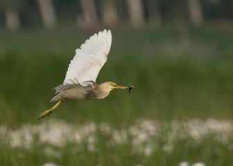 Indian Pond heron Flying with fish