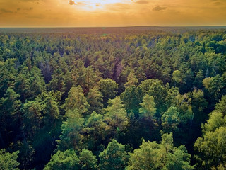 Beautiful panoramic aerial drone view to Bialowieza Forest - one of the last and largest remaining...