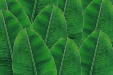 Fototapeta premium Background banana leaf. Green leaf.