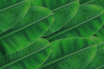 Obraz premium Background banana leaf. Green leaf.