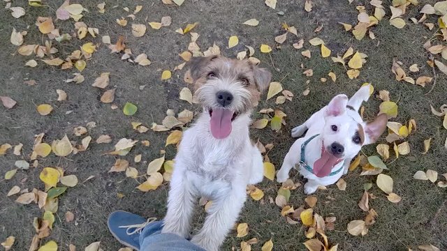 White Jack Russel terrier posin in park