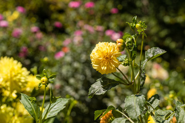 Dahlia flower called Dahlia Kennemerland, grown in a garden