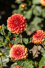 Dahlia flower grown in a garden