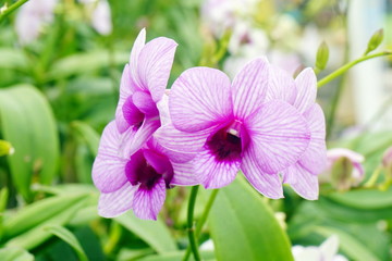 Pink orchid in the garden